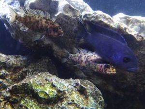 Metriaclima zebra 'Thumbi West'